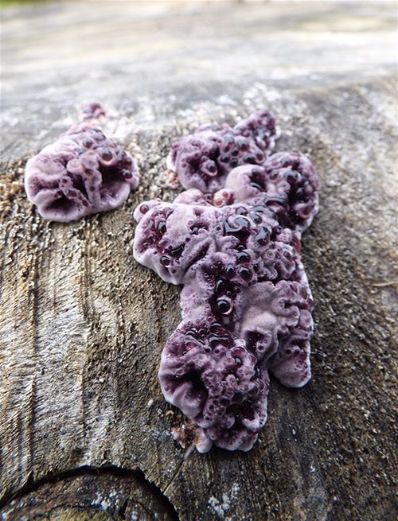 Developing and guttating fruiting bodies on a horse chestnut stump at Wrest Park, Bedfordshire.